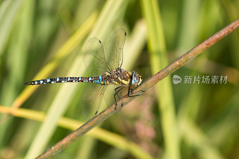 休息的流动小贩(Aeshna mixta)